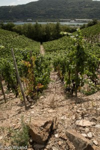 Seyssuel vineyard near Vienne