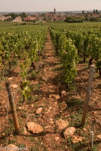 Went exploring around Marsannay. I think this is Les Grasses Têtes vineyard with Marsannay village behind.
