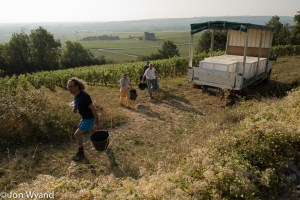 Dancer's crew off to pick Clos du Tête in Chassagne
