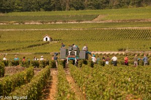 Where DRC are harvesting their Bressandes in typically neat and organised fashion.