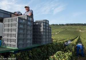 If you wait, the grapes will come to you...