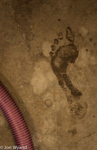 I've just missed Franois treading grapes it seems.