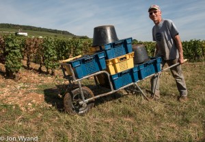 While along the road the Hospices de Beaune are gathering their's