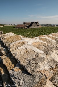 Clos de Vougeot from over the wall.
