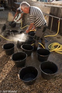 washing the buckets